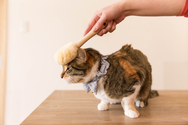 Sekino Daidokoro Cat Tawashi